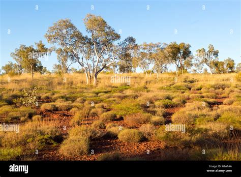 Australian Bush Landscape Stock Photo Alamy