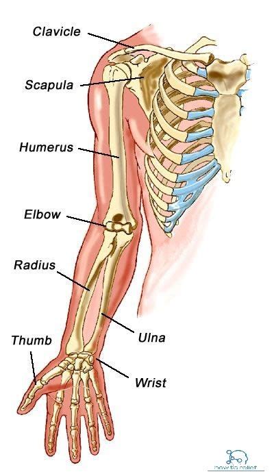 Upper Limb Bones Anatomy Muscle Attachment How To Relief Human