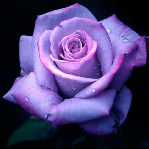🔥 Download Purple Rose Flowers By Jberry79 Purple Rose Wallpaper
