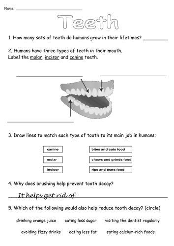 Parts Of Teeth Worksheet