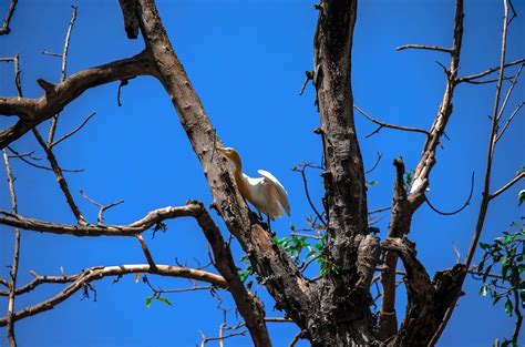 1920x1080 Wallpaper White And Brown Feathered Bird On Bare Tree Peakpx