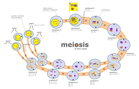 Difference Between Mitosis And Meiosis