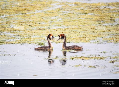 Mating Games Of Two Water Birds Great Crested Grebes Two Waterfowl