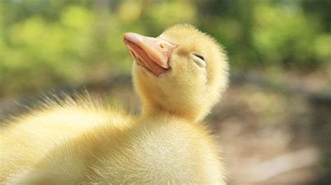 Cute Duckling Funny Baby Duck Videos Compilation Youtube