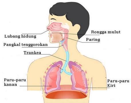 5 penyajian bab yang berkaitan dengan penyakit pada system 8 istilah medis gangguan sistem pernapasan itis = suffix yang berarti radang (peradangan) peradangan bisa infeksi bisa. Sistem Pernapasan Manusia | Organ Penyusun, Fungsi, dan ...