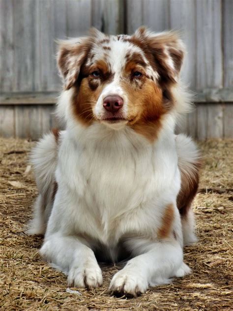 Tri Color Australian Shepherd Puppy From The Thousand Pictures On The