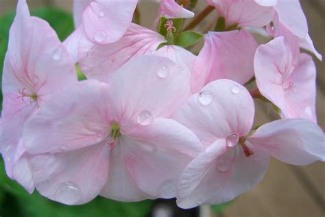 Full shade areas are often found under large trees or on the north side of structures. 8 Perennial Flowers For Summer Long Blooms In Shade ...