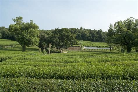 Green Tea Plantation Stock Photo Image Of Nature Grow 154349410