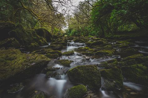 Nature River Moss Forest Landscape Water Photography