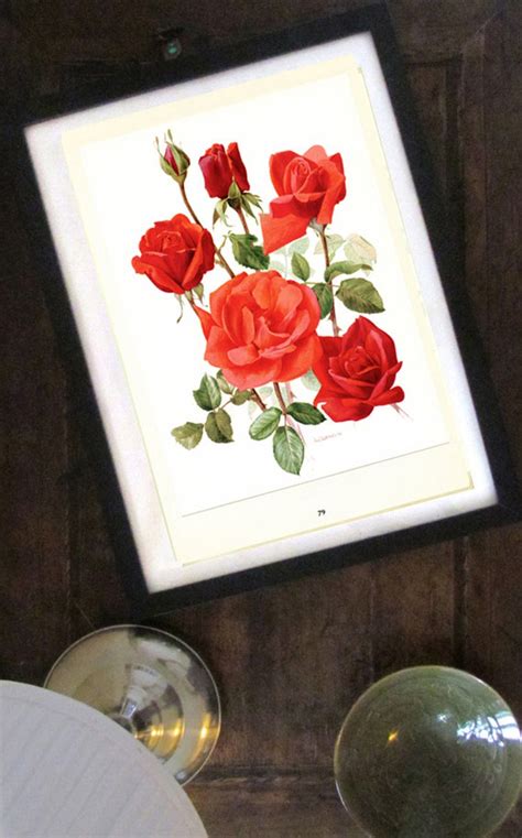 Red Rose Flower Art 1962 Vintage Botanical Art Soraya Rose Etsy