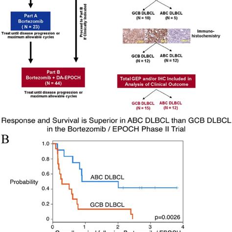 Diagnosis And Outcome Of Diffuse Large B Cell Lymphoma Dlbcl Subtypes