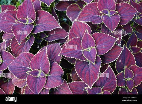 Coleus Chocolate Mint Solenostemon Growing In A Planting Bed In