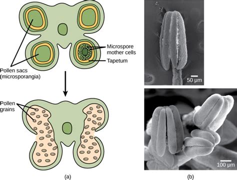 Reproductive Development And Structure Biology For Majors Ii