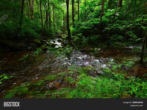 Rainforest Jungle Rock Image And Photo Free Trial Bigstock