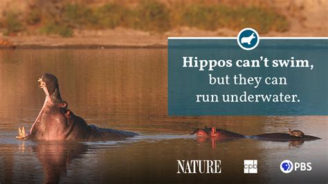 Hippo Fact Sheet Blog Nature Pbs