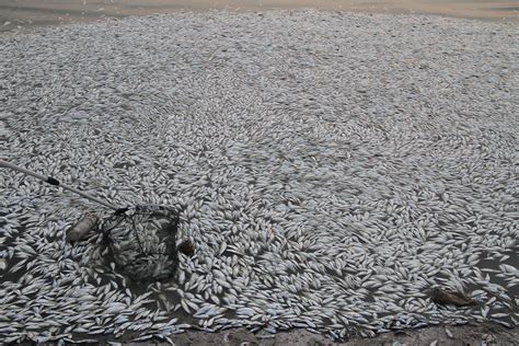 Tbw Another Week On Paradise Millions Of Dead Fish Reported Around