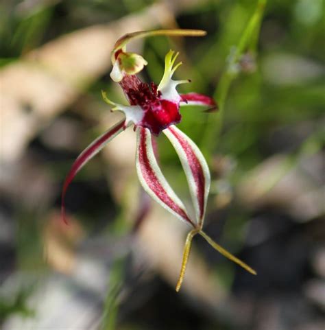 Jacky Winter Rare Orchids State Forest Birder Orchid Flower Ground
