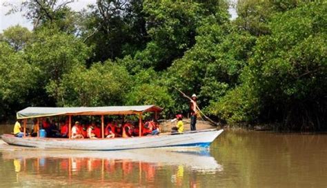 Hutan Mangrove Surabaya Menelusuri Tempat Wisata Indonesia