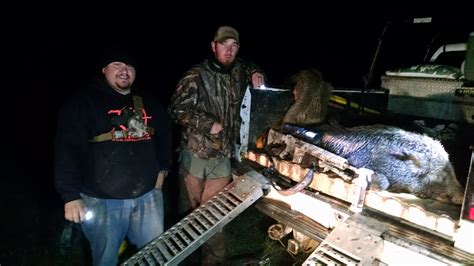 Guided Wild Hog Hunts 704 Outdoors