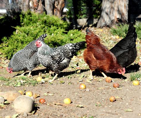 Make sure you read the fine print, some of the prices look attractive but require a minimum order of a larger quantity than some other companies. JeffCo Gardener: Caring for Backyard Chickens by Elizabeth ...