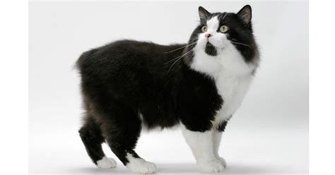 Manx Cat Breed The Rabbit Cat With No Tail The Pets