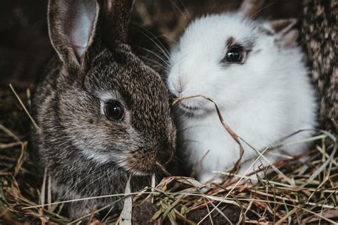 Why Do Rabbits Fall Over After Mating Everything Bunnies