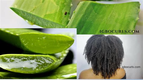 The best way to use aloe vera for hair is to use the raw gel that comes directly from the plant's leaves. DIY - How To Use FRESH Aloe Vera On Natural Hair Pt.1 ...