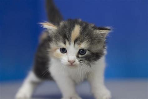 Find new and preloved calico kittens items at up to 70% off retail prices. Ragamuffin Cats For Sale | Rochester, NY #151677 | Petzlover