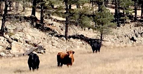 New Mexico’s Feral Cows In Gila National Forest To Be Killed