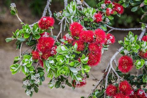 Red Pohutukawa Flowers Stock Photo Image Of Pacific 44825872