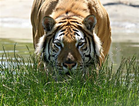 Photographing Wildlife And Big Zoo Animals At Noahs Ark Zoo Farm