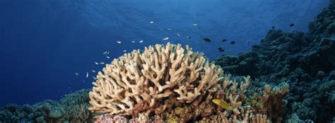 Largest Coral Reef Survey In French Polynesia Offers Hope Nationofchange