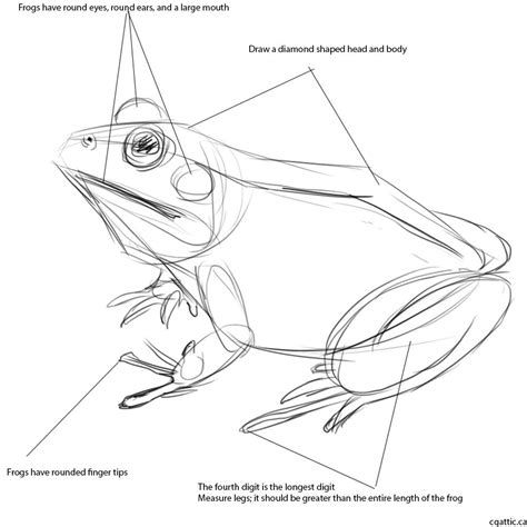 How To Draw A Realistic Frog At How To Draw
