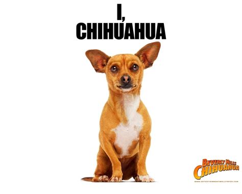 Papi Beverly Hills Chihuahua Movie Wallpaper 16728575 Fanpop