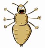 Image result for head lice clip art