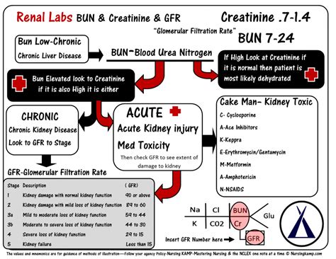 Bun Creatinine Kidney Disease Acute Renal Failue Labs Potassium