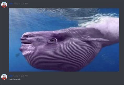 Thanos Whale Rmemes