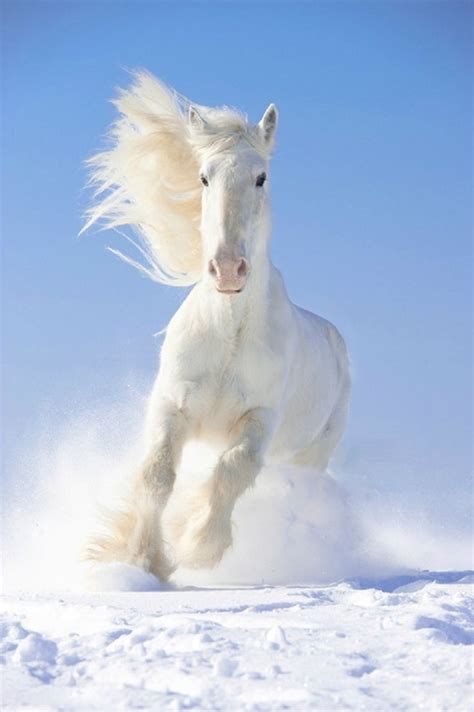 Breathtaking White Horse Horses Animals Beautiful Cute Animals