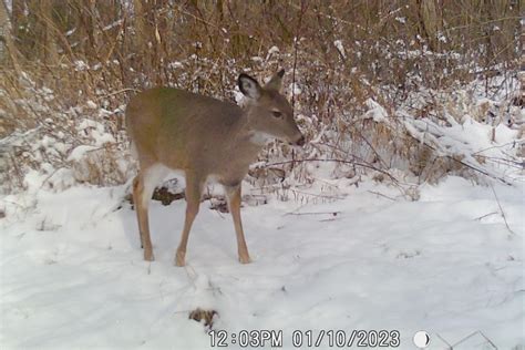 New Process For Antlerless Deer License Sales Dates For Hunting