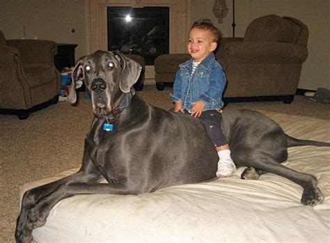 Guinness World Record Great Dane Guiness Record