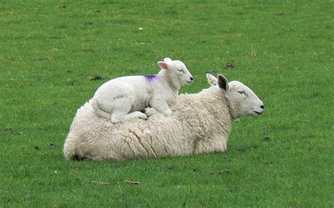 A Kilchoan Diary Lambs Gambolling