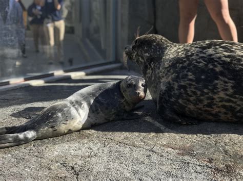 Seal Welcomes Third Pup At Aquarium Of The Pacific Zooborns