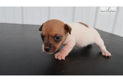 Jack russell in dogs & puppies for sale. Donny: Jack Russell Terrier puppy for sale near Indianapolis, Indiana. | 515f5b6c-fad1