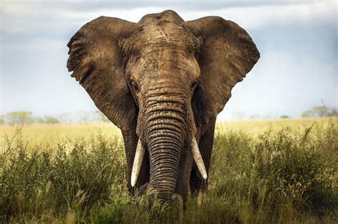 Elpusztult A Kairói állatkert Utolsó Afrikai Elefántja 40 éves Volt