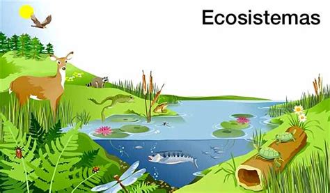 Los ecosistemas acuáticos incluyen las aguas de los océanos y las aguas continentales dulces o saladas. 9 DIFERENCIAS ENTRE BIOMA Y ECOSISTEMA