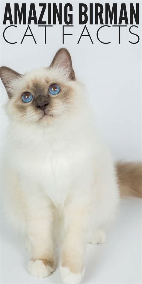 Amazing Birman Cat Facts You Probably Dont Know In 2020 Cat Facts