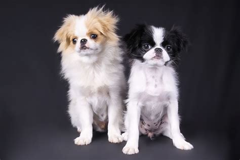 Japanese Chin Dog Breed Information