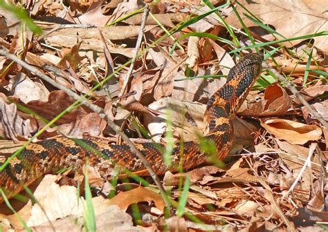 Eastern Hog Nosed Snake Heterodon Platirhinos Meadowood Flickr