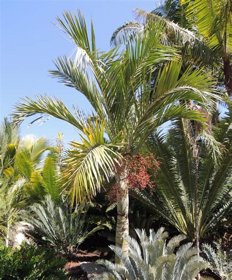 Plantfiles Pictures Pseudophoenix Species Buccaneer Palm Florida