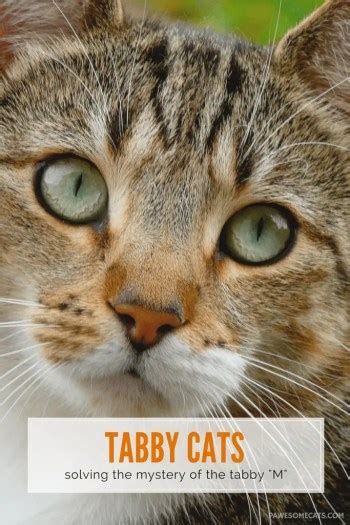 Tabby Cat Facts And The Mystery Of The M Pawesome Cats